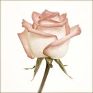 The Rose